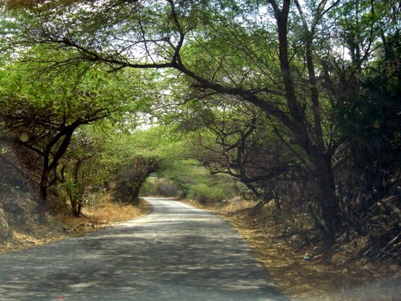 FULL ISLAND SAFARI AFTERNOON TOUR BY CROSS ARUBA - vacaystore.com