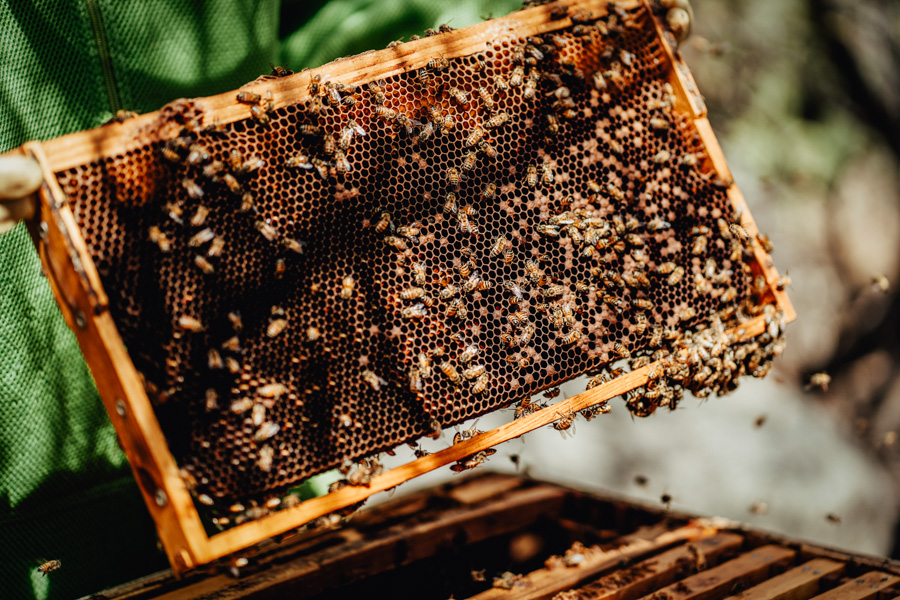 Morning Bee Haven tour Aruba - vacaystore.com